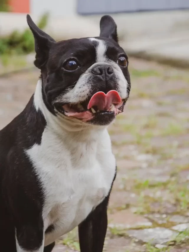 Shelter Dog Becomes Therapy Dog for Police 911 Center