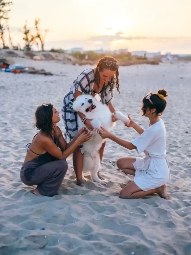 Here are the top 5 dog-friendly beaches in South Carolina.