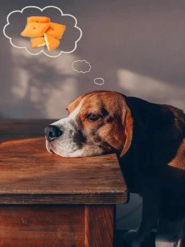 Can dogs eat Cheez Its ? Here is the answer for you