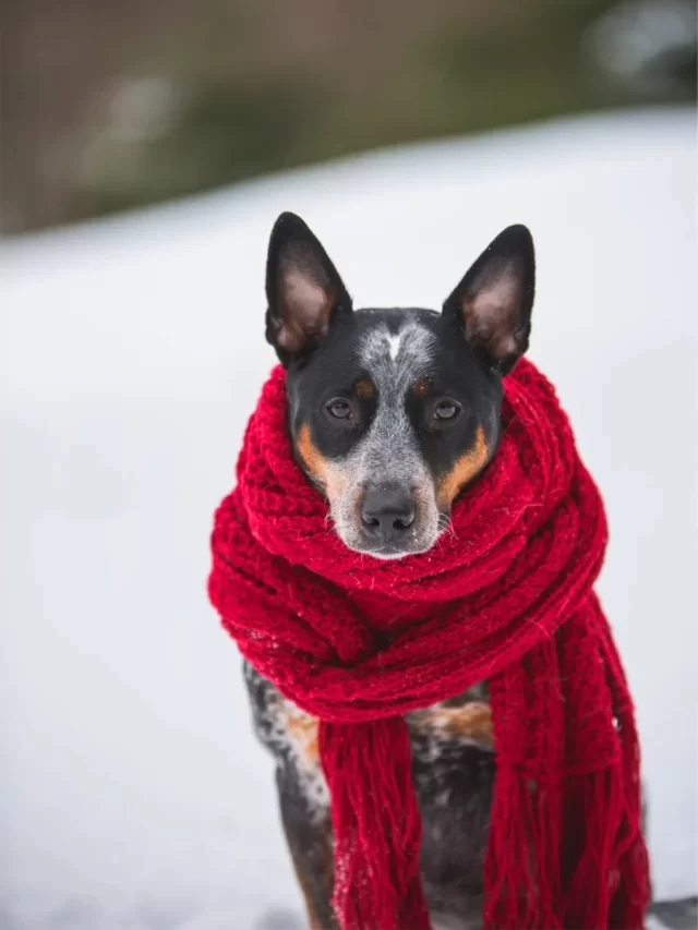Do dogs get cold and flue in the winters? Find out here