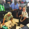 puppies born at the Florida Airport